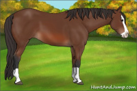 Horse Color:Bay Splash 