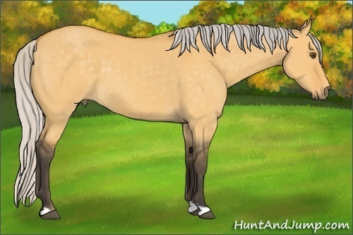 Horse Color:Silver Buckskin Dun 
