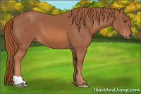 Horse Color:Liver Chestnut 