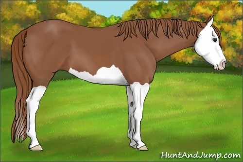Horse Color: Chestnut Splash 