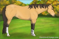 Horse Color:Buckskin 