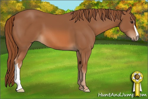 Horse Color: Chestnut 