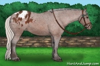 Horse Color:Silver Bay Appaloosa 