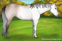 Horse Color:Gray Bay 