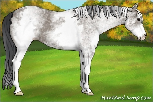 Horse Color:White Spotted Grullo