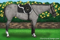 Horse Color:Grullo Roan Tobiano