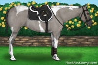 Horse Color:Grullo Roan Tobiano