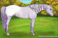 Horse Color:Watercolor Brown Appaloosa 