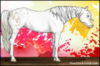 Horse Color:Watercolor White Spotted Buckskin Pearl Appaloosa