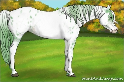 Horse Color:Watercolor White Spotted Brown Appaloosa Rabicano