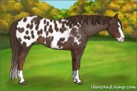 Horse Color:Liver Chestnut Splash Blanket 