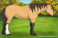 Horse Color:Buckskin 