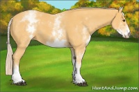 Horse Color:White Spotted Palomino