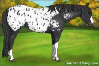 Horse Color:Black Blanket 