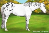 Horse Color:Black Appaloosa 