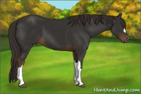 Horse Color:Liver Chestnut 