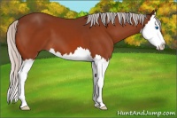 Horse Color:Silver Bay Splash 