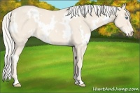Horse Color:White Spotted Cremello Roan 