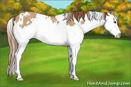 Horse Color: White Spotted Red Dun Splash 