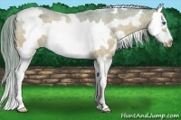 Horse Color:Watercolor White Spotted Bay Roan Splash Frame Appaloosa 