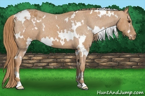 Horse Color: White Spotted Chestnut Blanket 