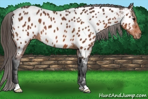 Horse Color: Bay Near Leopard 