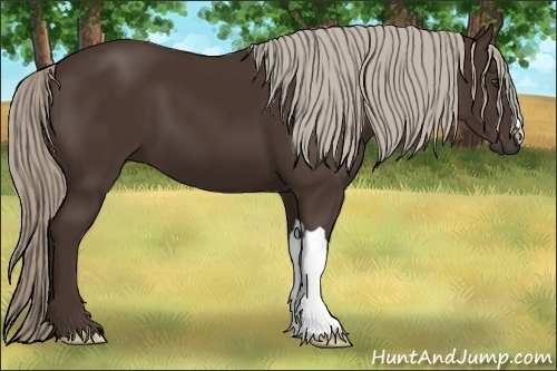 Horse Color: Liver Chestnut 