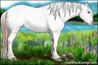 Horse Color:Classic Champagne Appaloosa 