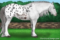Horse Color:Brown Appaloosa 