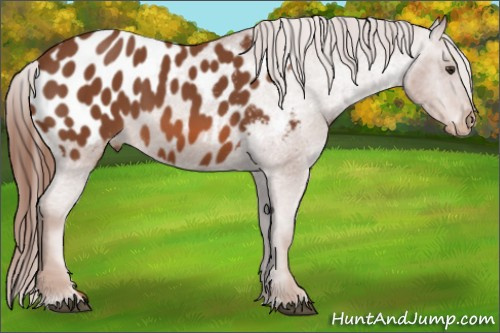Horse Color: Liver Chestnut Blanket 