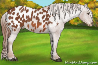 Horse Color:Liver Chestnut Appaloosa 