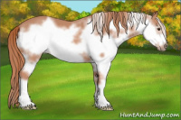 Horse Color:Liver Chestnut Splash Frame