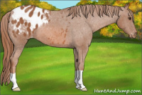 Horse Color:Liver Chestnut Appaloosa