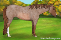 Horse Color:Liver Red Roan