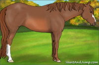 Horse Color:Liver Chestnut