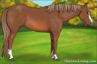 Horse Color:Liver Chestnut Sabino