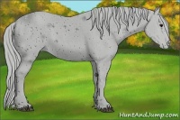 Horse Color:ERROR: UNKNOWN ANOMALY