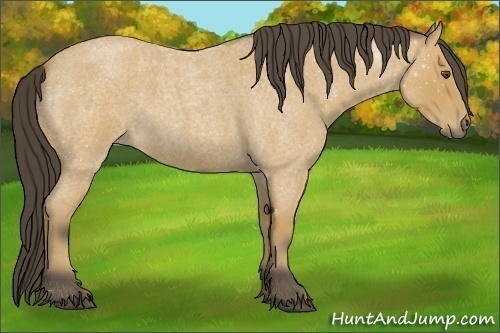 Horse Color: Buckskin Roan 