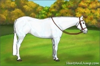 Horse Color:Gray Chestnut Splash Tobiano 