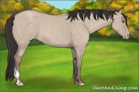 Horse Color:Classic Champagne Dun 