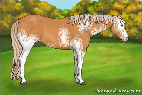 Horse Color: White Spotted Chocolate Palomino 
