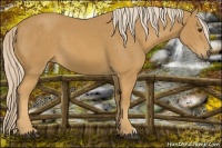 Horse Color:Palomino 