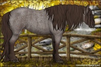 Horse Color:Liver Red Roan 