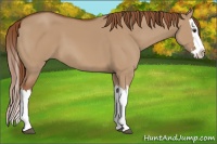 Horse Color:Red Dun Splash 