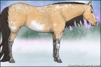 Horse Color:Buckskin Ice Sabino Frame 
