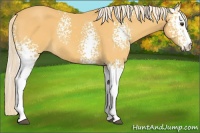 Horse Color:White Spotted Palomino