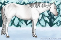 Horse Color:Gray Bay Tobiano Appaloosa 