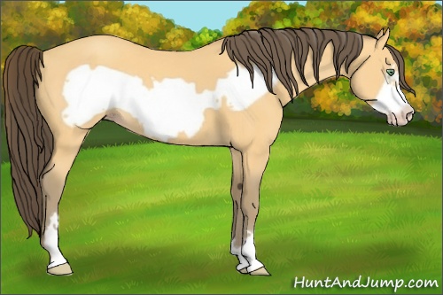 Horse Color:Amber Cream Champagne Frame 