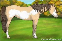Horse Color:Amber Cream Champagne Frame 