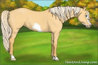 Horse Color:Palomino Dun Frame 